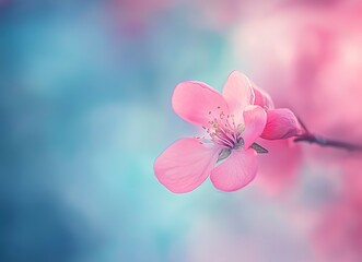 Close-up of a pink peach blossom blooming in spring against a blue background, captured through macro photography. This stock photo was the winner of a contest, an award-winning image with high resolu