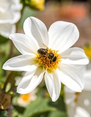 Fototapeta premium Close-up of bee on white flower
