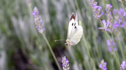 Butterfly with wonderful colours in a lavender garden, Parnassos, livadi village, Greece