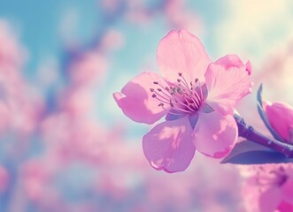Close-up of a pink peach blossom blooming in spring, macro photography, with fresh and vibrant colors, against a blue sky background, in natural sunlight, and a shallow depth of field. Stock photo, hi