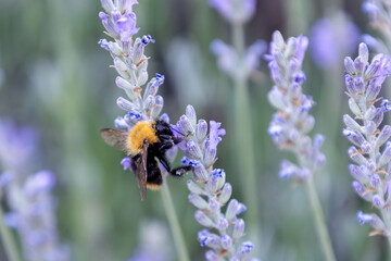 Bee collecting nectar from blooming lavender in a summer garden, Parnassos, livadi village, Greece