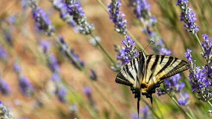 Butterfly with wonderful colours in a lavender garden, Parnassos, livadi village, Greece