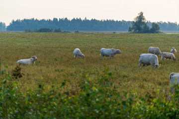 Obraz premium A herd of cattle is grazing peacefully in a rural countryside meadow at dawn. Farm animals feeding on green pasture with a misty forest background landscape