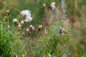 Perfect spider web with morning dew drops among purple wildflowers and grass. Intricate orb web catches dewdrops in a natural meadow setting.