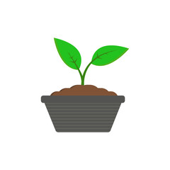 green plant in a pot