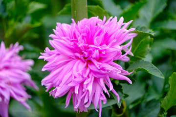 Obraz premium Close-up of vibrant pink dahlia flower in full bloom