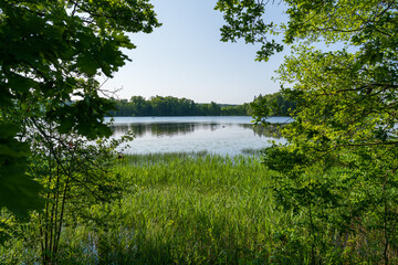 Peaceful lake view framed by lush green trees and tall reeds in summer. Natural wetland landscape with calm water reflecting the sky through the forest opening
