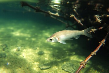 Small fish hiding in mangrove roots, shallow clear water