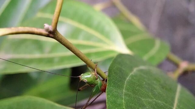 Macro Closeup of a Green Grasshopper with Long Antennae Resting on a tree branch