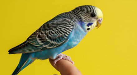 Blue Budgerigar Parrot Perched on a Finger.