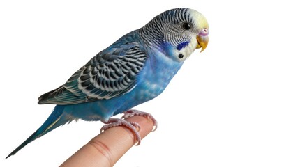 Blue Budgie Perched on Finger - A Colorful Companion.