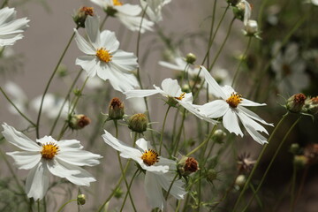 white daisies in a meadow close up