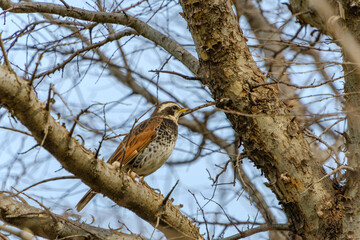 Dusky Thrush perched on a tree branch in winter forest