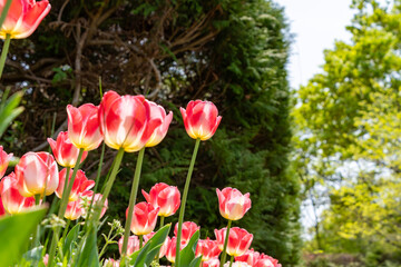 Pink and white tulips blooming in a spring garden under sunlight