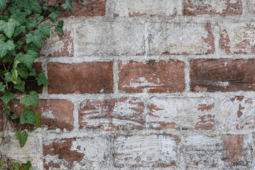 Rustic Brick Wall with Ivy Foliage for Natural Texture Background