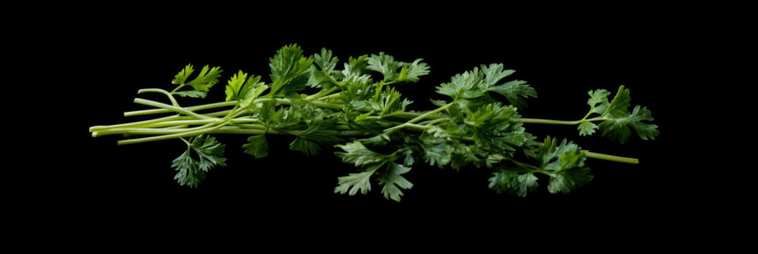 Fresh green coriander sprigs