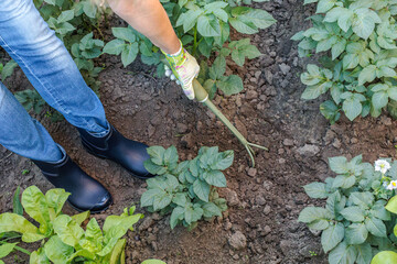 Farmer is loosening soil around the potato bushes using a hand garden rake.