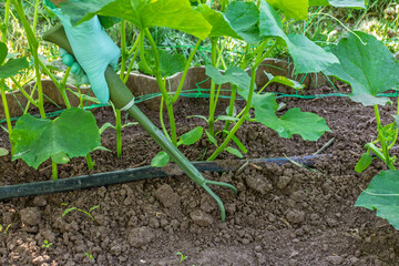 Female gardener takes care of cucumber plants.