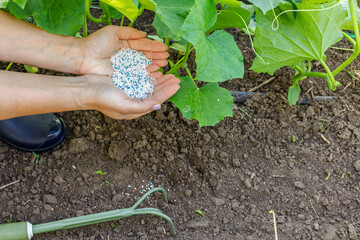 Farmer giving chemical fertilizer to the cucumber bushes.