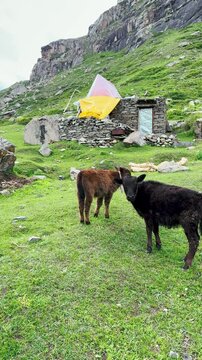 4K Vertical shot of two cow calf standing on a green Himalayan mountain meadow during the summer season as seen at Gondhla village in Lahaul and Spiti district, Himachal Pradesh, India. Scenic view.