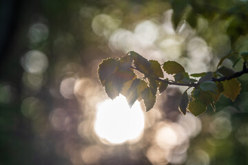 Branch of birch tree, Betula pendula, silver birch, warty birch, European white birch, with green...