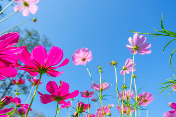 Beautiful pink cosmos flowers blooming in garden,spring season.