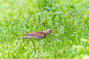 Wood bird Fieldfare, Turdus pilaris, on a sprng lawn.