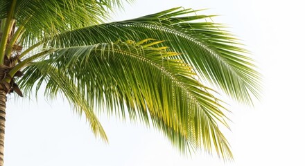 Close-up of vibrant green palm fronds against a bright white sky