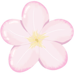 pink plumeria flower