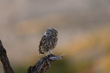 MOCHUELO EUROPEO (Athene noctua)