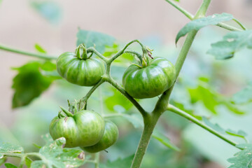 A close-up of a bunch of unripe green tomatoes growing on the vine. The detailed image highlights their distinctive shape and ribbed texture, suggesting themes of growth, agriculture, and natural food