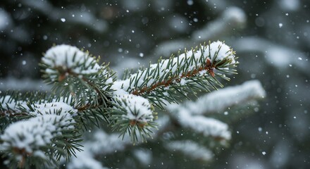 Snow-Kissed Spruce Branch: Winter's Delicate Embrace in Soft Focus