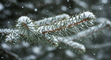 Snow-Kissed Spruce: Winter's Embrace on Evergreen Branch with Falling Snowflakes