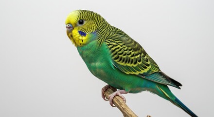Close-up of a koi fish tail, displaying vibrant orange and white patterns, against a dark background.