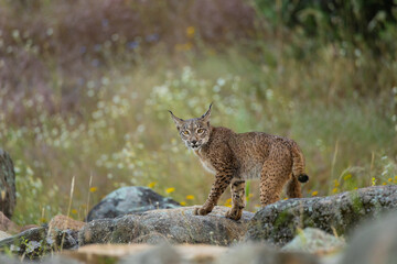 LINCE IBÉRICO (Lynx pardinus)