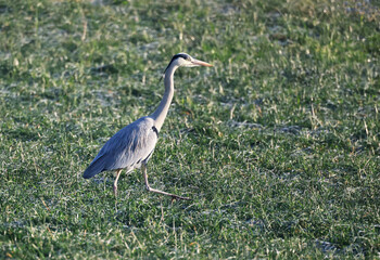 Grey Heron (Ardea cinerea) is hunting in the Reed, Graureiher