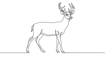 Fototapeta premium Line drawing of a standing deer with antlers on white background 