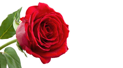 A stunning red rose with lush green leaves, symbolizing love and beauty