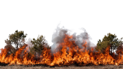 Intense flames engulfing trees, creating a dramatic scene of wildfires with smoke billowing into the sky, symbolizing the impact of environmental destruction.