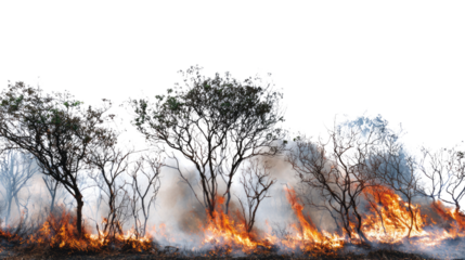 A line of trees engulfed in flames, surrounded by thick smoke, illustrating the devastating impact of wildfires on natural landscapes.