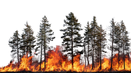 A dramatic depiction of wildfires consuming a forest, showcasing the intense flames and tall trees amidst the destruction, representing the impact of climate change.