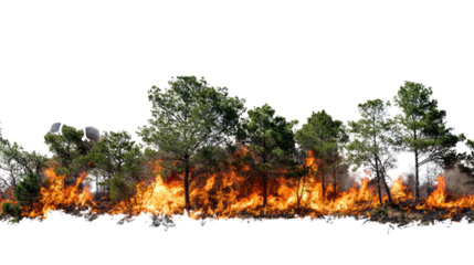 A vivid depiction of a forest fire, showcasing flames engulfing trees with intense colors and dramatic contrasts against a white isolation background.