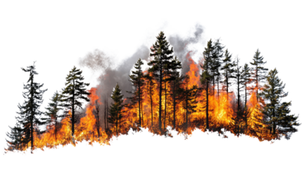 Forest fire raging through tall trees, emitting smoke and flames against a white isolate background.