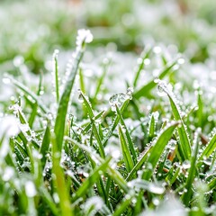 Close-up of frosted grass