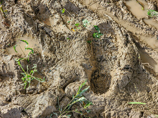 Muddy Footprints in Brown Soil