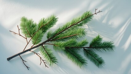 Obraz premium A pine branch with green needles on a light background.
