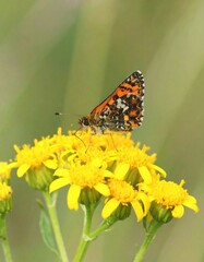 Obraz premium A butterfly rests on bright yellow flowers