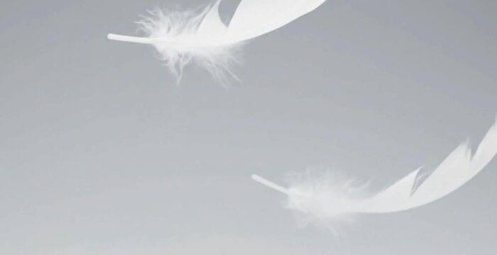 Soft, white feathers slowly falling and rotating against a clean, light-colored background