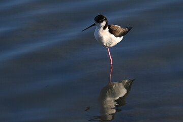 Black-winged stilt bird standing in shallow water near wetland vegetation