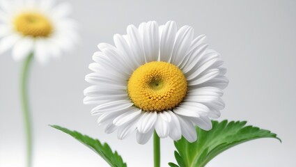 White daisy flower with a yellow center and green leaves.